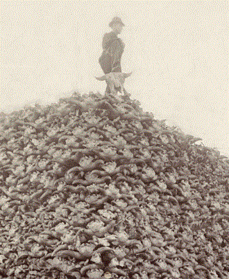 Pile of American bison skulls